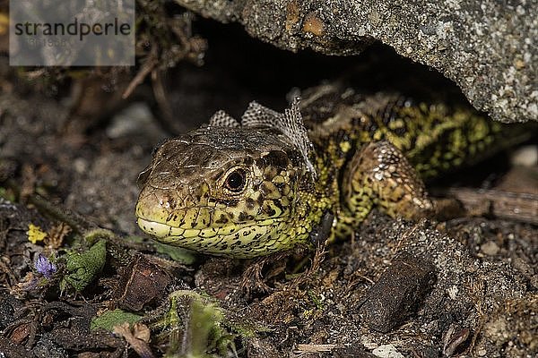 Zauneidechse (Lacerta agilis)  häutendes Männchen schaut aus seinem Versteck  Baden-Württemberg  Deutschland  Europa