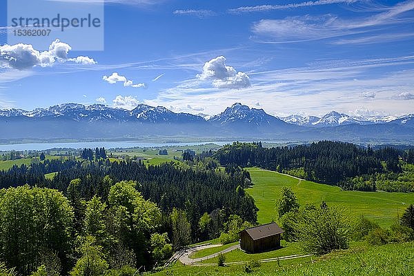 Blick vom Buch am Zwieselberg  über den Forggensee zu den Alpen  bei Roßhaupten  Ostallgäu  Allgäu  Schwaben  Deutschland  Europa