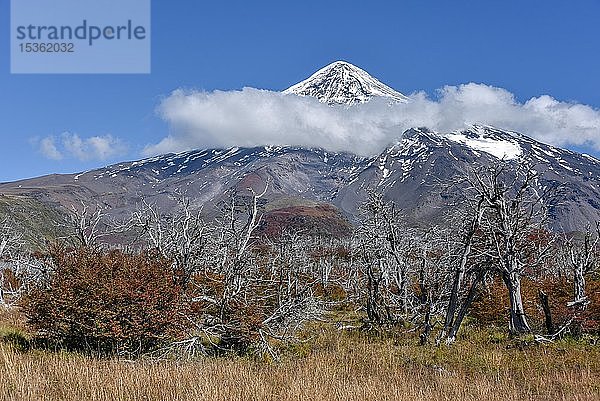 Schneebedeckter Vulkan Lanin  Gipfel von Wolken umgeben  zwischen San Martin de los Andes und Pucon  Nationalpark Lanin  Patagonien  Argentinien  Südamerika