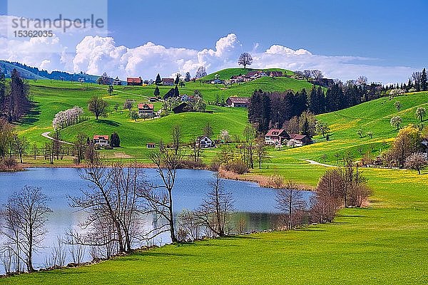 Hüttnersee mit hügeliger Landschaft im Frühling  Hütten  Zürcher Oberland  Kanton Zürich  Schweiz  Europa
