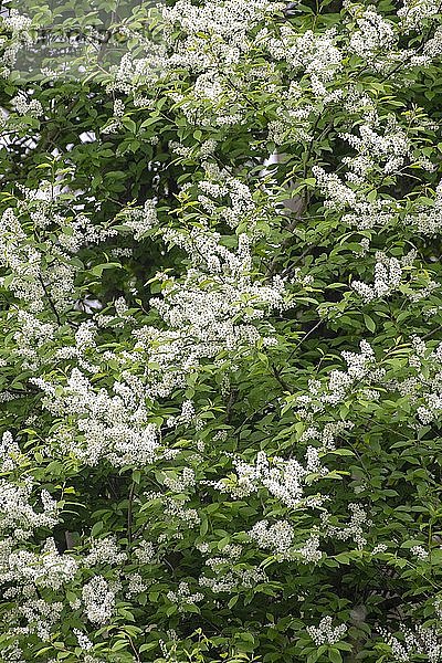 Europäische Vogelkirsche (Prunus padus) mit weißen Blüten  Burgenland  Österreich  Europa
