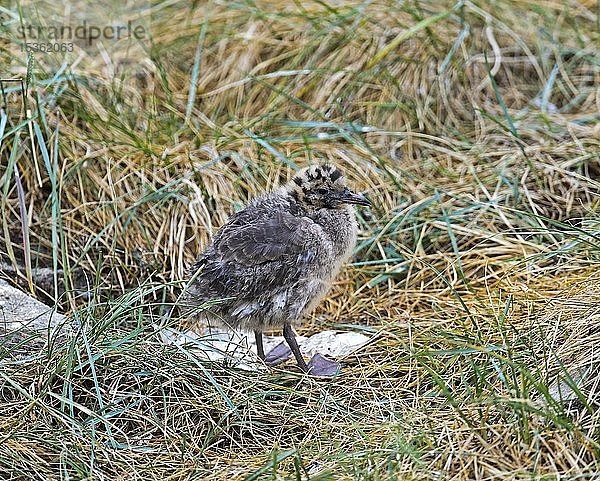 Lachmöwe (Chroicocephalus ridibundus)  Küken steht im Gras  Nordseeküste  Schleswig-Holstein  Deutschland  Europa