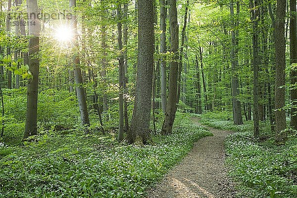 Wanderweg durch Rotbuchenwald (Fagus sylvatica) mit blühendem Ramsom (Allium ursinum) und Sonnenreflex  Nationalpark Hainich  Thüringen  Deutschland  Europa