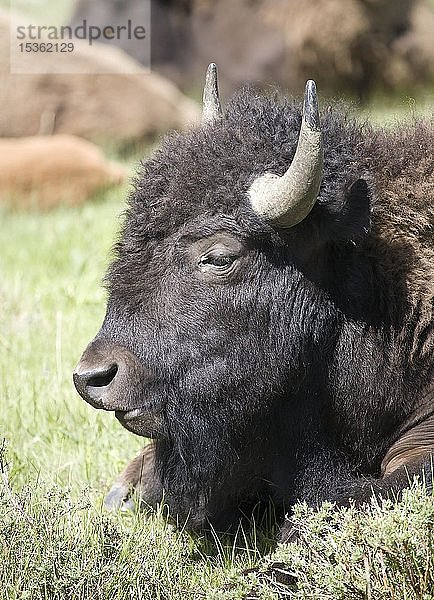 Bison (Bison bison)  Stier liegend  Tierporträt  Yellowstone-Nationalpark  Wyoming  USA  Nordamerika
