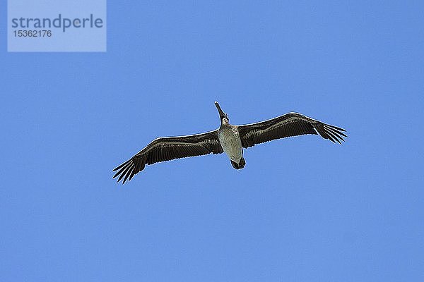 Brauner Pelikan (Pelecanus occidentalis) im Segelflug  blauer Himmel  Nationalpark Manuel Antonio  Provinz Puntarenas  Costa Rica  Mittelamerika