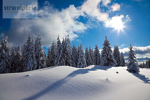 Verschneite unberührte Winterlandschaft  schneebedeckte Fichten  Nationalpark Harz  Sachsen-Anhalt  Deutschland  Europa