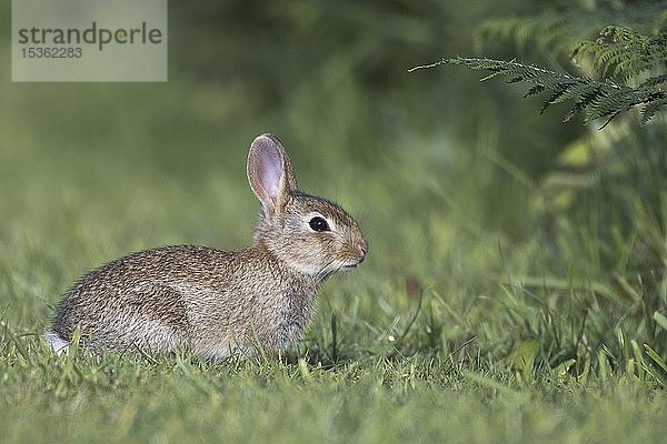 Europäisches Kaninchen (Oryctolagus cuniculus)  Pembrokeshire  Wales  Vereinigtes Königreich  Europa