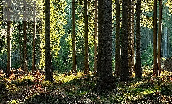 Stimmungsvoller sonniger naturnaher Fichtenwald im Frühjahr  altes Herbstlaub  Nationalpark Harz  Niedersachsen  Deutschland  Europa
