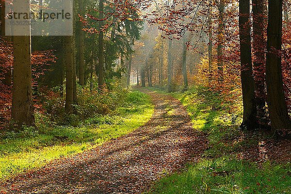 Wanderweg durch sonnigen Wald im Herbst  Sonnenstrahlen scheinen durch Morgennebel  Reinhardswald  Hessen  Deutschland  Europa