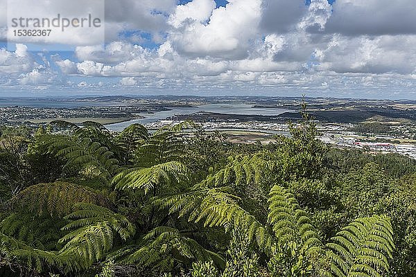 Blick über den Whangarei River mit Palmfarn (Cycadales)  Whangerei  Northland  Nordinsel  Neuseeland  Ozeanien