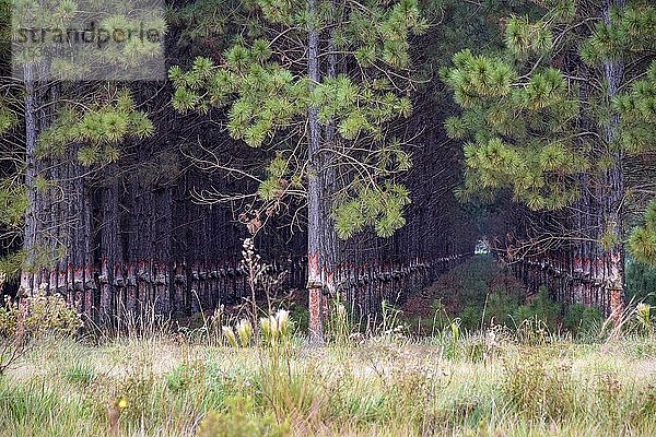 Großer Kiefernbestand (Pinus) mit abgetrennter Baumrinde oder Harzballen zur Harzgewinnung im Sumpfgebiet von Esteros del Iberá  Provinz Corrientes  Argentinien  Südamerika