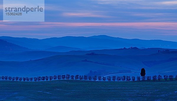 Typische toskanische Landschaft in der Abenddämmerung  Hügellandschaft mit Baumallee  bei San Quirico d'Orcia  Val d'Orcia  Toskana  Italien  Europa