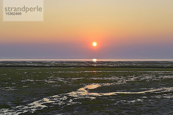 Trocken gefallenes Wattenmeer bei Sonnenaufgang  Nebel  Amrum  Nordfriesische Insel  Nordfriesland  Schleswig-Holstein  Deutschland  Europa