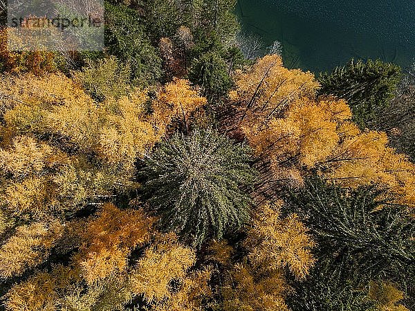 Drohnenaufnahme  Vogelperspektive  Mischwald mit gelben Blättern im Herbst von oben  Barmsee  Mittenwald  Bayern  Deutschland  Europa