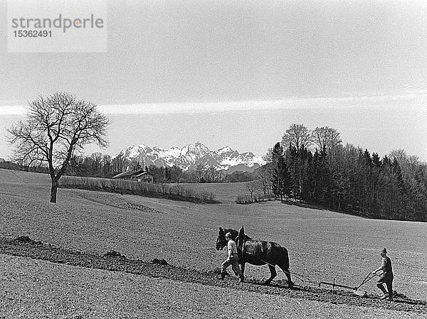 Feldbestellung mit Doppelpflug und Pferd  Landwirtschaft  um 1960  Samerberg  Oberbayern  Bayern  Deutschland  Europa