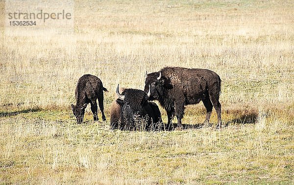 Tierfamilie mit Jungtier  Weide mit Beefalos oder Cattalos auf einer Weide  Kreuzung zwischen Amerikanischem Bison (Bison bison) und Hausrind (Bos taurus)  Grand Canyon National Park  North Rim  Arizona  USA  Nordamerika