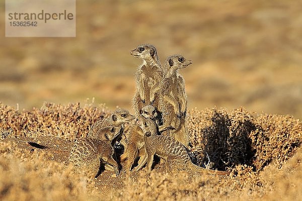 Erdmännchen (Suricata suricatta)  erwachsen  Tierfamilie steht aufmerksam vor Tierbau  aufrecht stehend  wachsam  Oudtshoorn  Westkap  Südafrika  Afrika