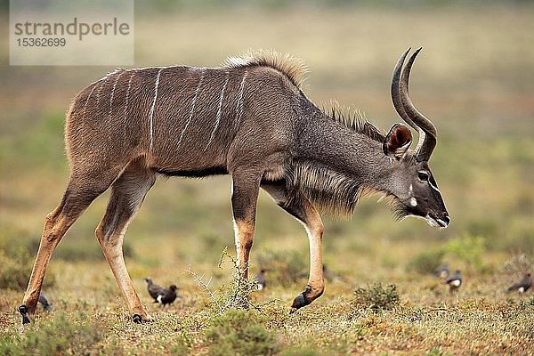 Sambesi-Großer Kudu (Strepsiceros zambesiensis)  adult  männlich  laufend  Addo Elephant National Park  Ostkap  Südafrika  Afrika