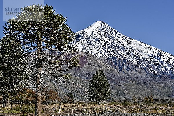 Schneebedeckter Vulkan Lanin und Affenpuzzle-Bäume (Araucaria araucana)  zwischen San Martin de los Andes und Pucon  Nationalpark Lanin  Patagonien  Argentinien  Südamerika