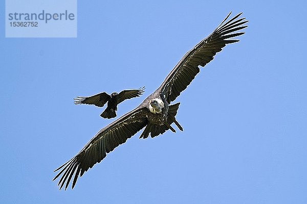 Gänsegeier (Gyps fulvus) wird im Flug von einer Aaskrähe (Corvus corone corone) angegriffen  Deutschland  Europa