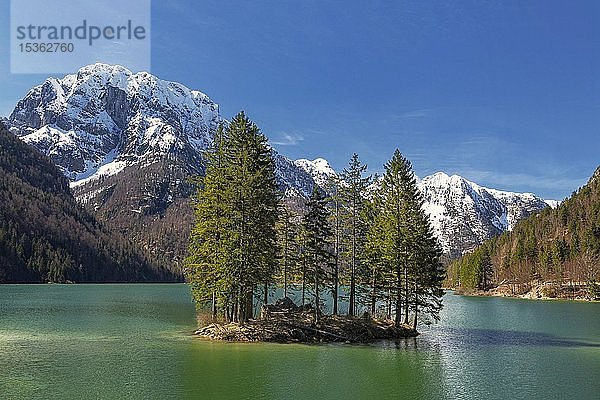 Raibler See mit kleiner Bauminsel  schneebedeckte Berge im Hintergrund  Julische Alpen  Oberkrain  Slowenien  Europa
