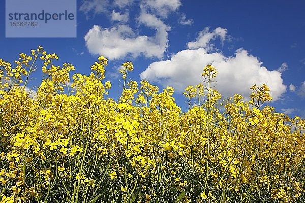 Blühender Raps (Brassica napus)  Feld  blauer Himmel mit Schönwetterwolken  Schleswig-Holstein  Deutschland  Europa