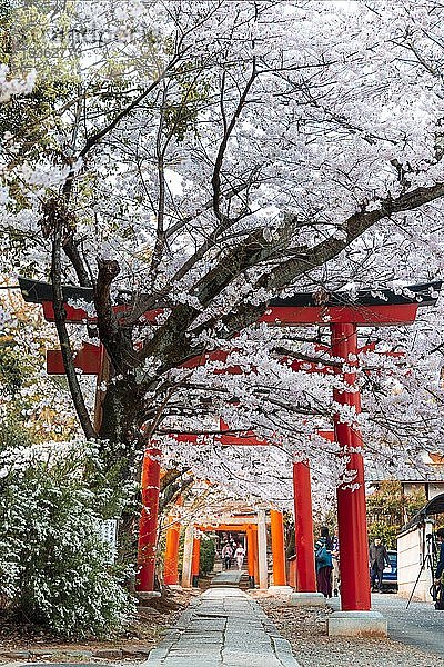 Blühende Kirschbäume  Torii-Tor am Takenaka-Inari-Jinja-Schrein  Kyoto  Japan  Asien