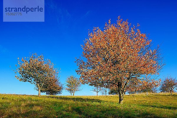 Kirschbäume (Prunus) mit orangefarbenen Blättern  Saalekreis  Sachsen-Anhalt  Deutschland  Europa