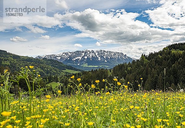 Gelbe Blumenwiese vor Bergpanorama mit Bergkette Zahmer Kaiser  Hahnenfuß (Ranunculus)  Erl  Österreich  Europa