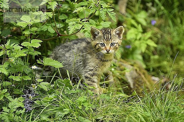 Europäische Wildkatze (Felis silvestris silvestris)  Jungtier  in Gefangenschaft  Schweiz  Europa