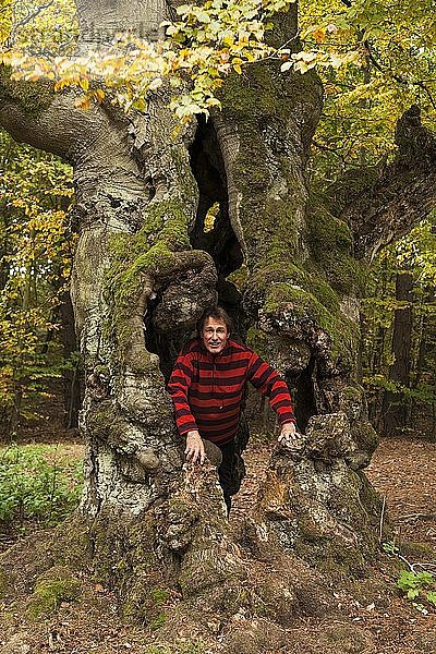 Mann in hohlem alten Baum  Nationalpark Kellerwald  Herbst  Deutschland  Europa