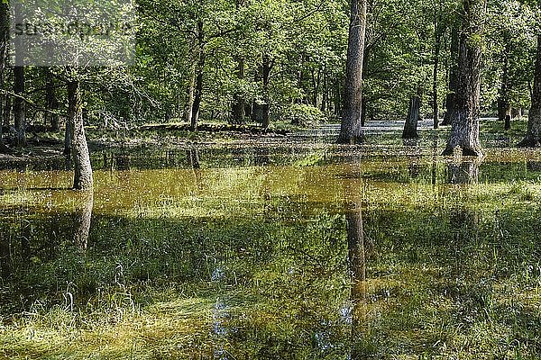 Überschwemmter Auenwald bei Hochwasser  Naturschutzgebiet Isarmündung  bei Deggendorf  Niederbayern  Bayern  Deutschland  Europa