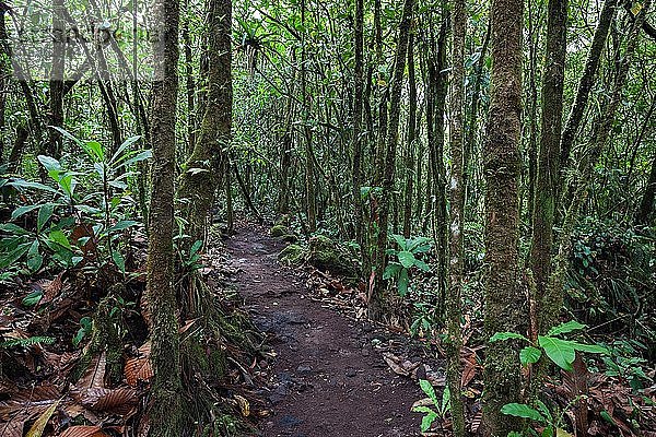 Wanderweg durch tropische Vegetation im Regenwald  Nationalpark Volcano Arenal  Parque Nacional Volcan Arenal  Provinz Alajuela  Costa Rica  Mittelamerika