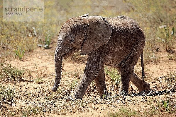 Afrikanischer Elefant (Loxodonta africana)  Jungtier läuft  Addo Elephant National Park  Ostkap  Südafrika  Afrika