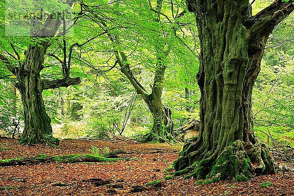 Wald mit knorrigen  alten  moosbewachsenen Hainbuchen (Carpinus betulus)  Urwald Sababurg  Reinhardswald  Hessen  Deutschland  Europa