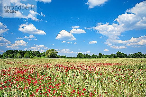 Getreidefeld mit Mohnblumen  ökologische Landwirtschaft  blauer Himmel mit weißen Wolken  Insel Rügen  Mecklenburg-Vorpommern  Deutschland  Europa