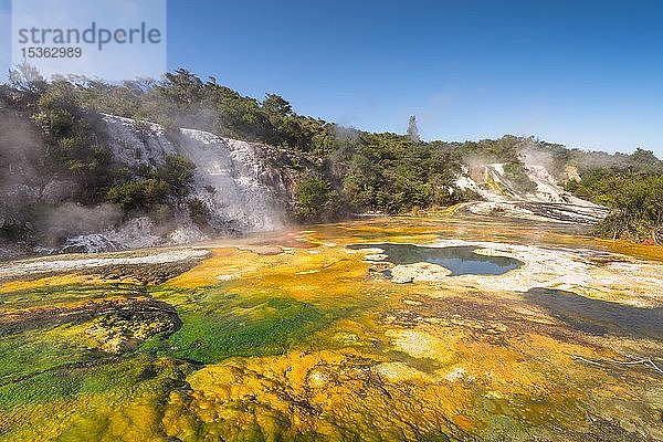 Regenbogen- und Kaskadenterrasse  dampfende heiße Quelle mit Sinterablagerungen  Orakei Korako Geothermal Park  Geothermisches Gebiet  Hidden Valley  Taupo Volcanic Zone  Nordinsel  Neuseeland  Ozeanien