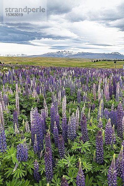 Bunte Großblättrige Lupinen (Lupinus polyphyllus)  Lake Tekapo  Canterbury  Südinsel  Neuseeland  Ozeanien