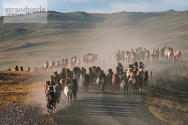 Islandpferde (Equus islandicus)  Herde wird vom Hochland ins Tal getrieben  Pferdetrieb oder Réttir  bei Laugarbakki  Nordisland  Island  Europa