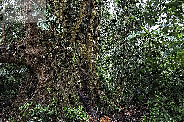 Dichte Vegetation im Nebelwald  Reserva Bosque Nuboso Santa Elena  Provinz Guanacaste  Costa Rica  Mittelamerika