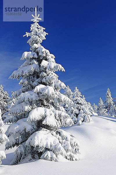 Verschneite unberührte Winterlandschaft  schneebedeckte Fichten (Picea abies)  Nationalpark Harz  Sachsen-Anhalt  Deutschland  Europa