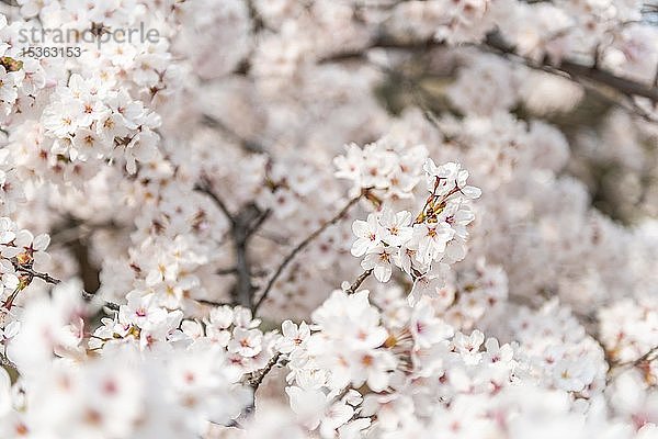 Blühende Kirschblüten im Frühling  Japanische Kirschblüte  Kyoto  Japan  Asien