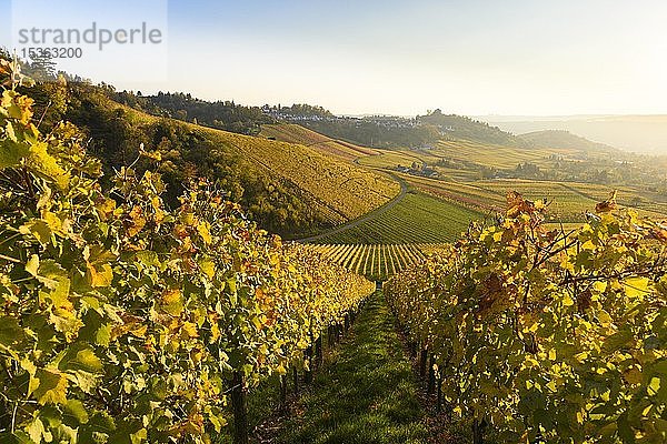 Weinberge im Herbst  Rotenberg  Stuttgart  Baden-Württemberg  Deutschland  Europa