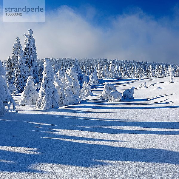 Tief verschneite  unberührte Winterlandschaft  schneebedeckte Fichten (Picea abies)  Schneefall  Nationalpark Harz  Sachsen-Anhalt  Deutschland  Europa