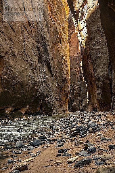 The Narrows  Virgin River  Steilwände  Zion Canyon  Zion National Park  Utah  USA  Nordamerika