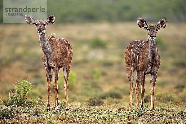 Sambesi-Großer Kudu (Strepsiceros zambesiensis)  zwei Weibchen  wachsam  Addo Elephant National Park  Ostkap  Südafrika  Afrika