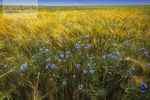 Kornblumen (Centaurea cyanus) im Weizenfeld  Baden-Württemberg  Deutschland  Europa