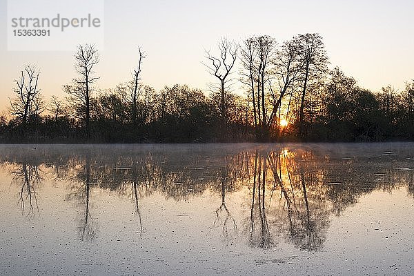 Bäume spiegeln sich im Wasser bei Sonnenaufgang  Karpfenteich im Frühjahr  Biosphärenreservat Oberlausitzer Heide- und Teichlandschaft  Deutschland  Europa