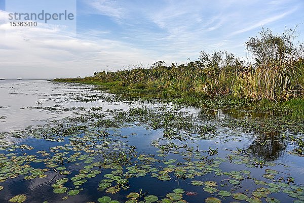 Sumpfgebiet Esteros del Iberá  Provinz Corrientes  Argentinien  Südamerika