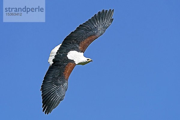 Afrikanischer Fischadler (Haliaeetus vocifer) im Flug  Deutschland  Europa